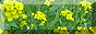 yellow flowers