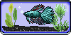 betta fish